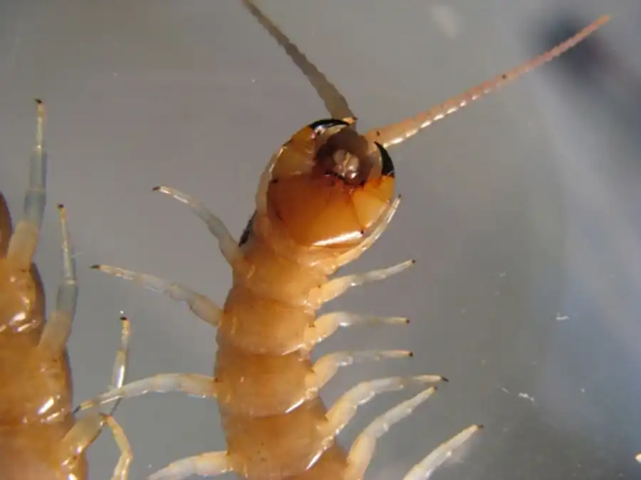 Изменение в сегментации Scolopendromorpha