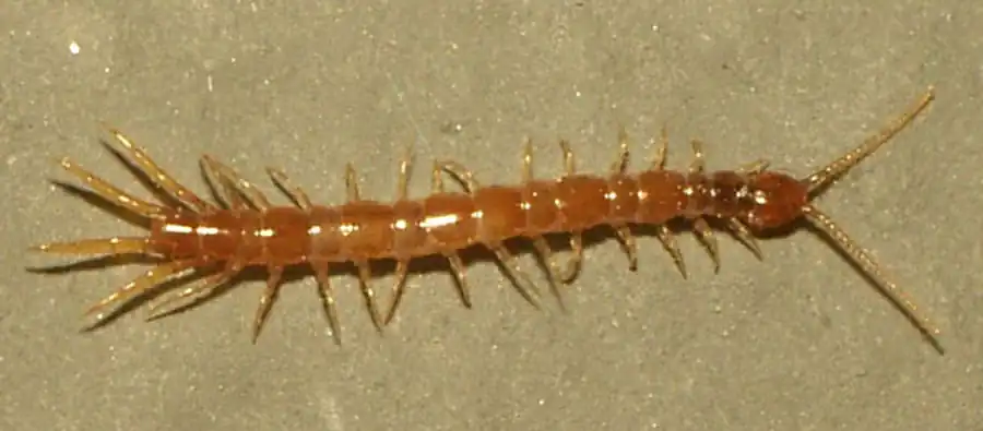 Склериты плейры и склериты ножек Chilopoda