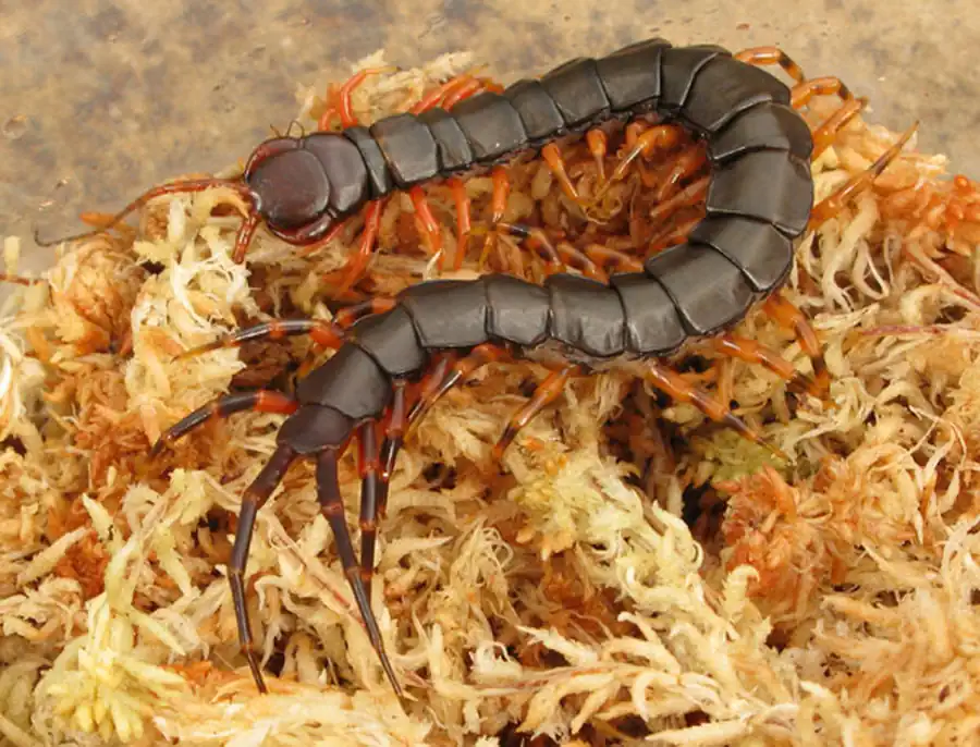 Скелет тазика и вертлуга многоножки