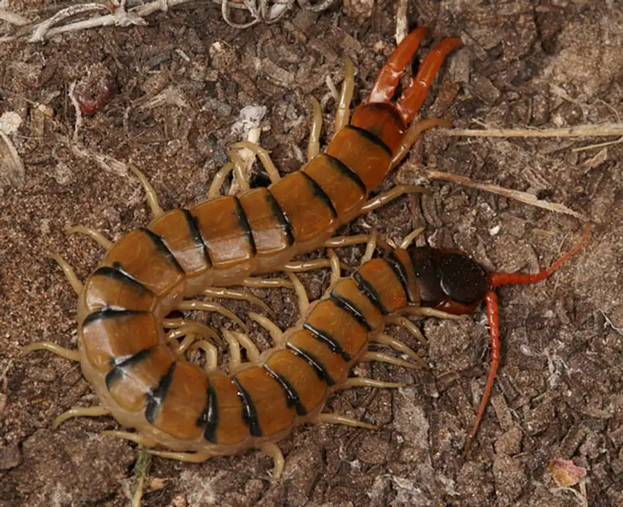 Тазика и вертлуга Scolopendromorpha