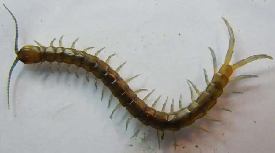 Выводы по гетероморфной сегментации у трахейнодышащих