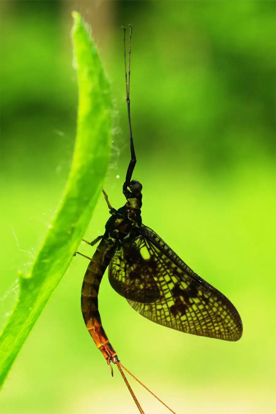 Строение и механика летательного аппарата трипсов (Thysopoda, Thysanoptera)