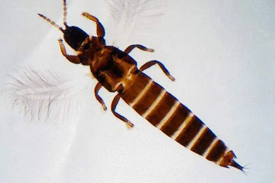 Механизм движения крыла Haplothrips