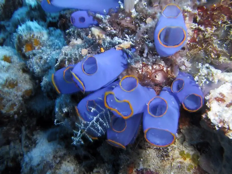 Главнейшие жизненные процессы асцидий