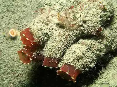 Класс Аппендикулярии (Appendiculariae)