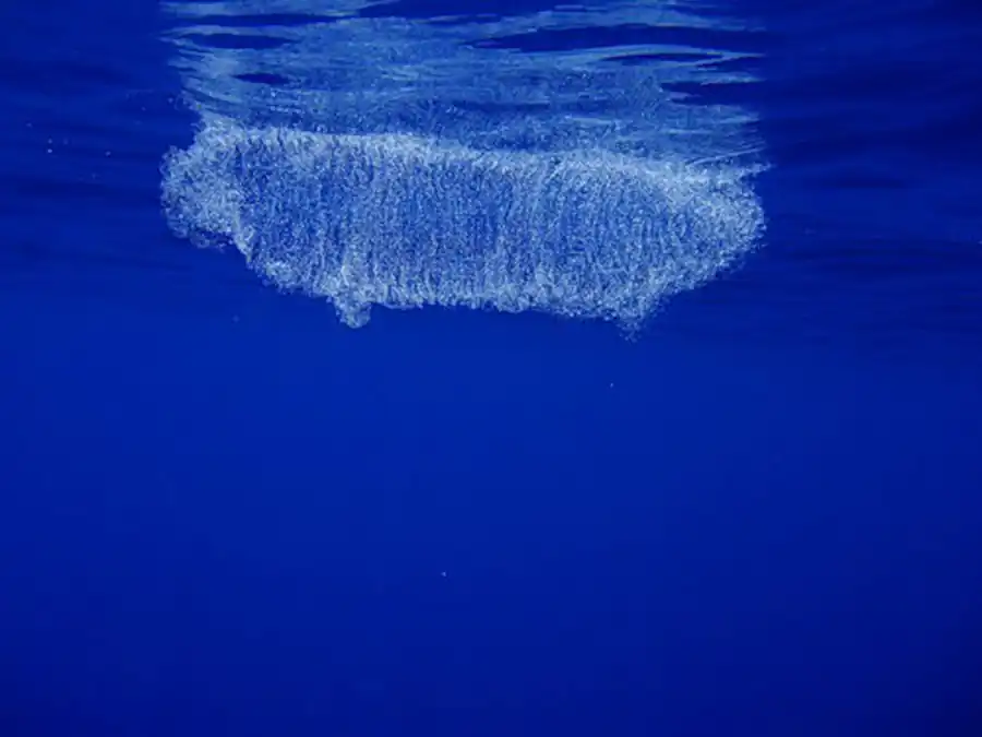 Класс Сальпы (Salpae)