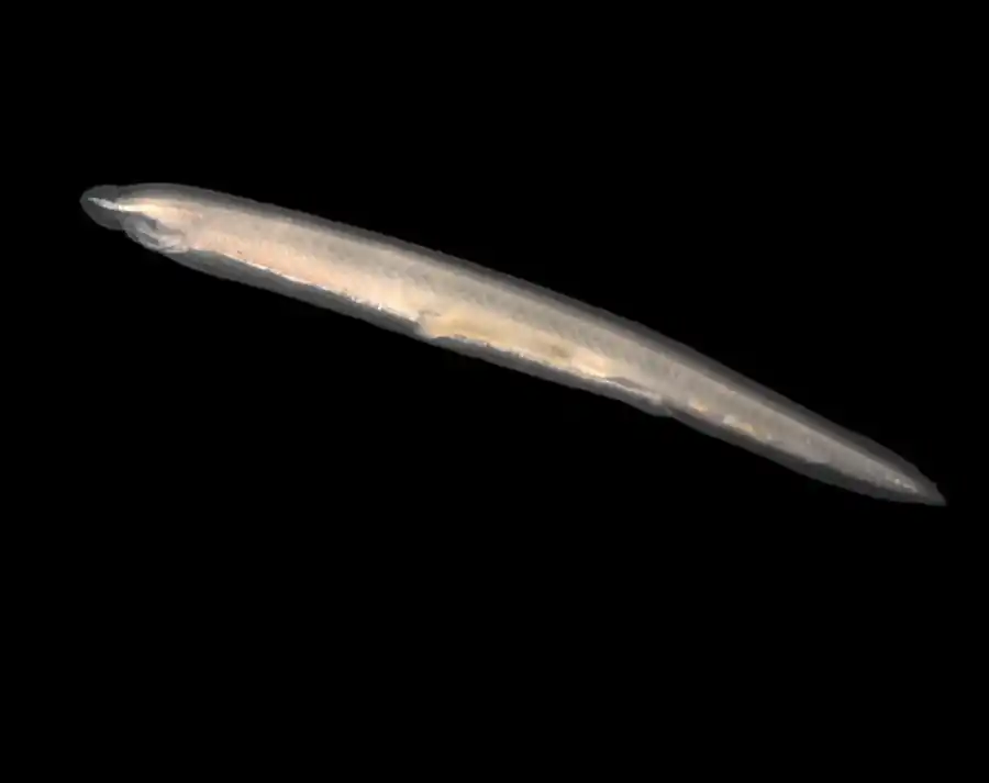 Нервная система и органы чувств ланцетника