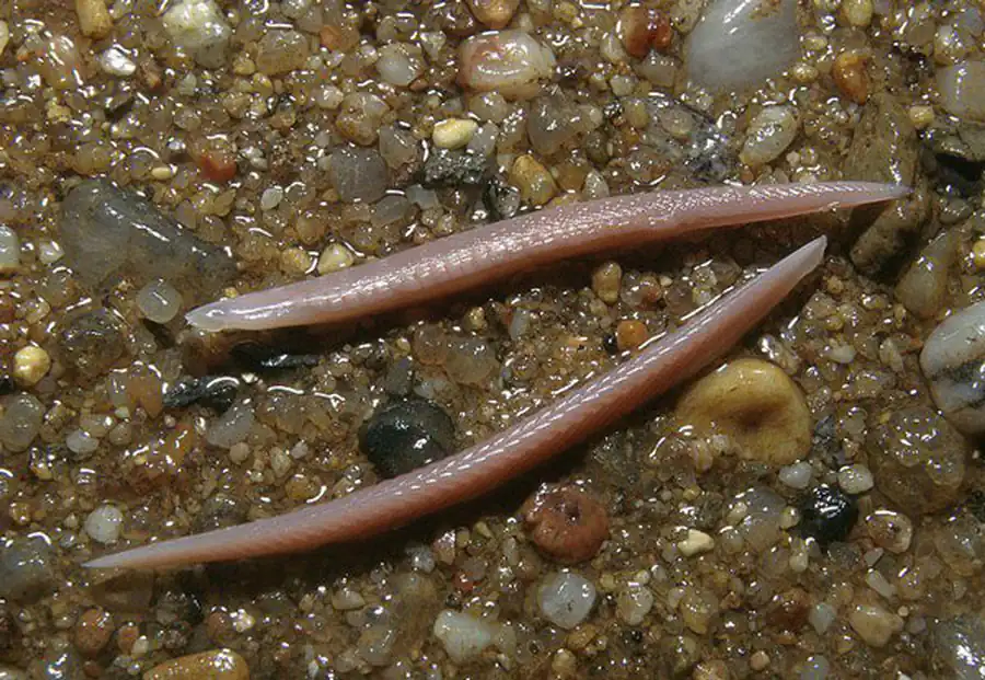 Происхождение бесчерепных