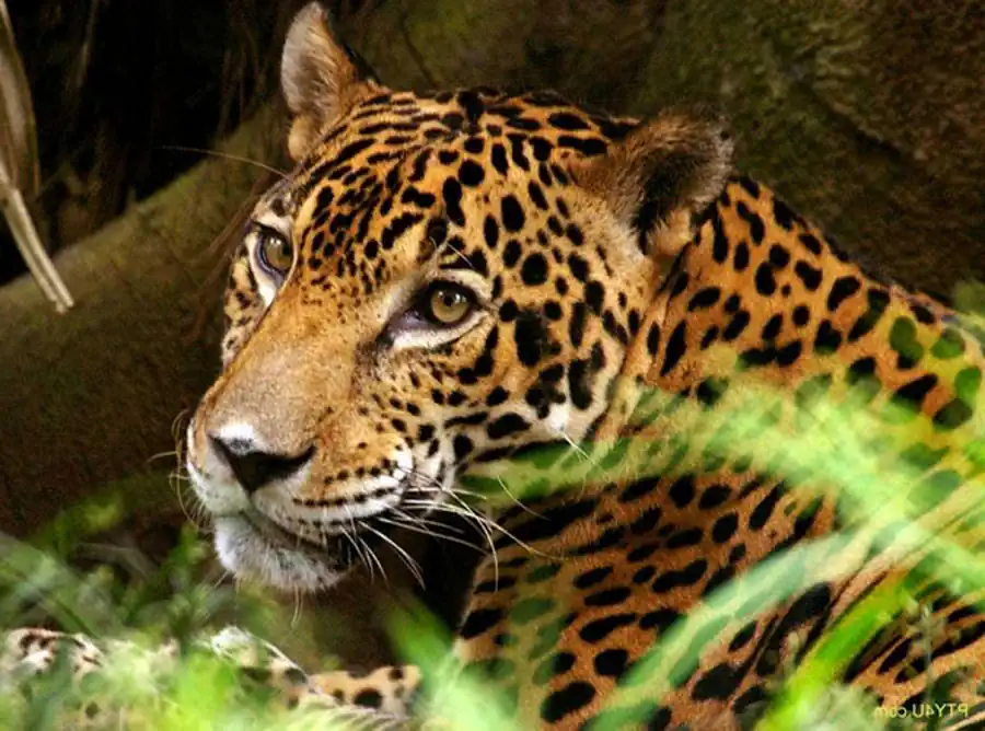 Головной мозг позвоночных