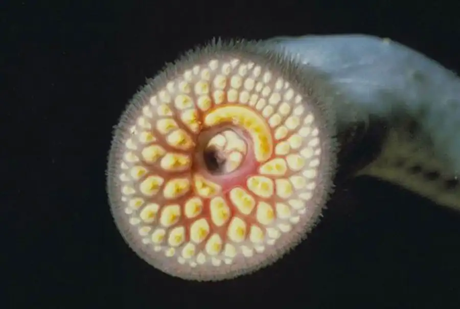 Класс Круглоротые (Cyclostomata)