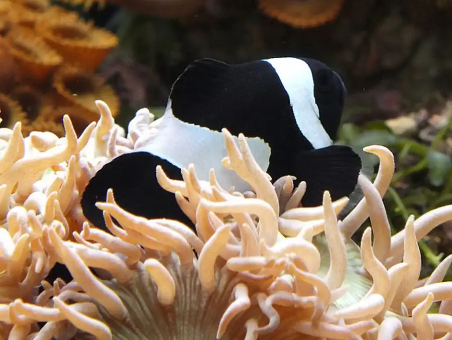 Органы чувств рыб