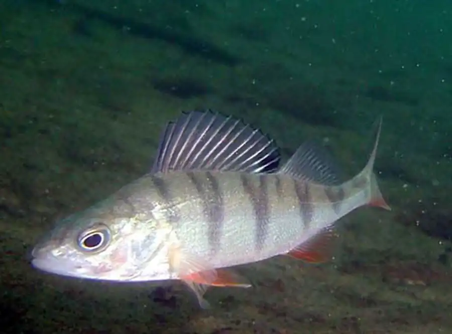 Внешнее строение костистых рыб