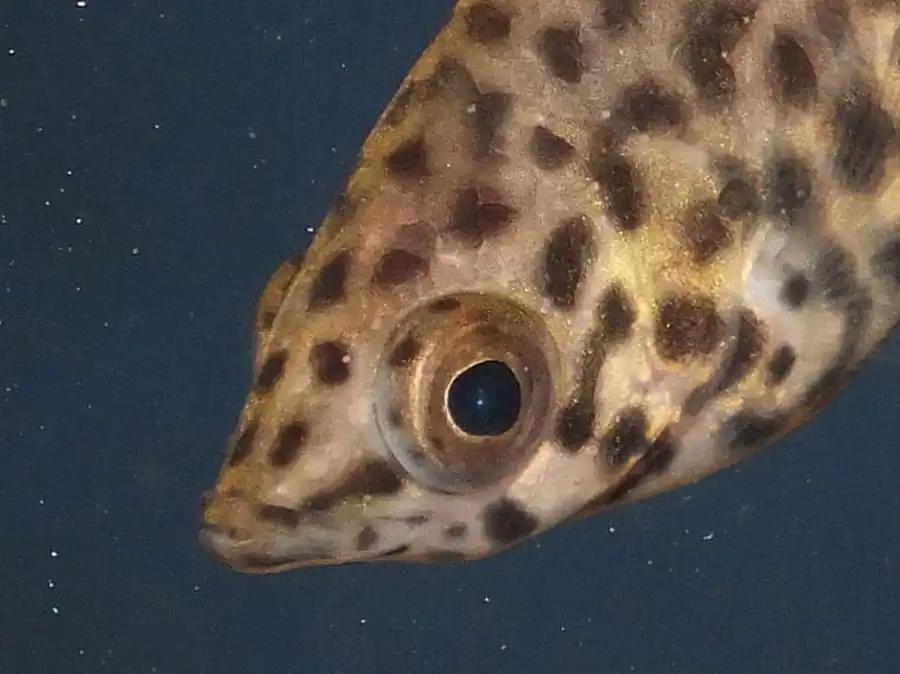 Органы чувств костистых рыб