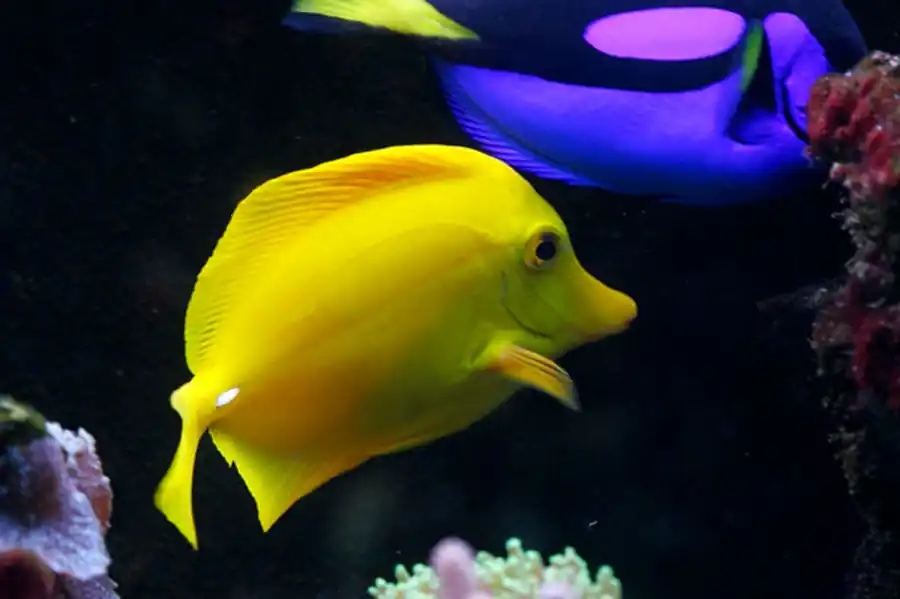 Внешнее строение рыб