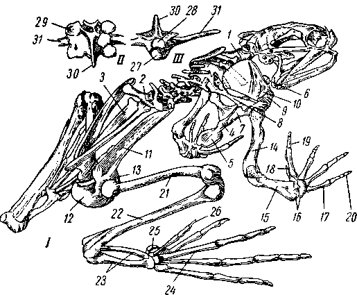 Скелет лягушки