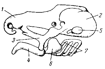 Череп головастика