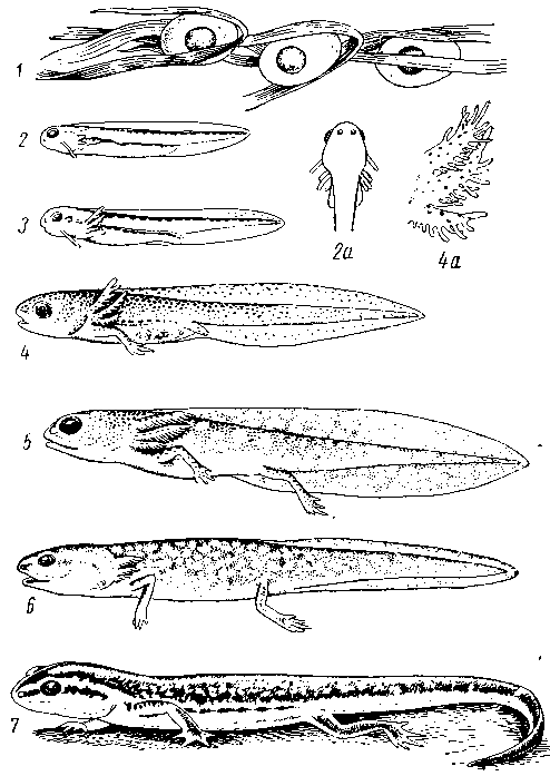 Развитие тритона обыкновенного — Triturus vulgaris
