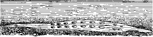 Гипотетический предок ланцетника
