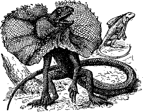 Поза устрашения у плащеносной ящерицы