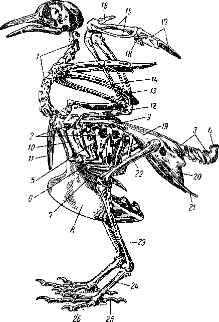 Скелет голубя Скелет голубя