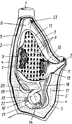 Схема строения одиночной асцидии; частично удалены с левой стороны стенки тела, околожаберной полости и глотки