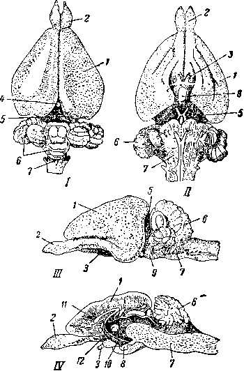 Мозг кролика