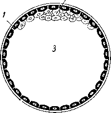 Разрез через бластодермический пузырь кролика в конце четвертого дня развития