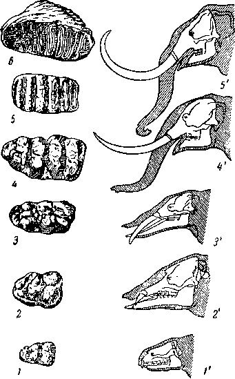 Развитие головы и коренных зубов у предков слона
