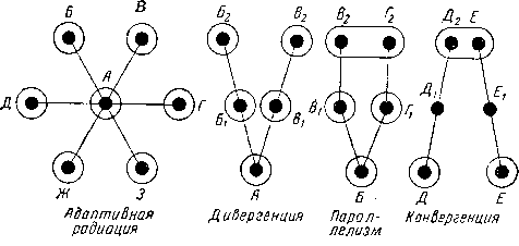 Схема различных путей эволюционного процесса