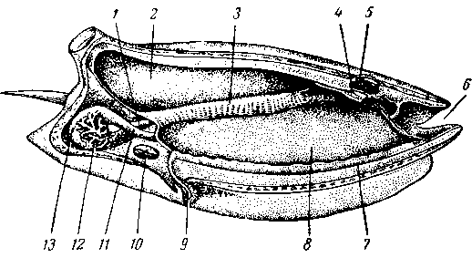 Схема строения сальпы, в сагиттальном разрезе