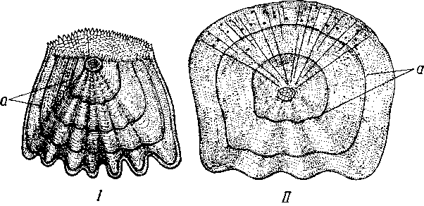Чешуя костных рыб