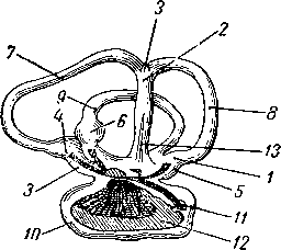 Орган слуха окуня 
