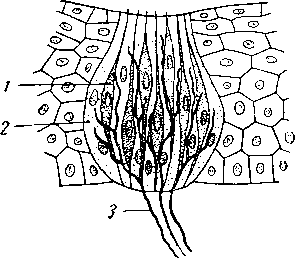 Вкусовая почка в разрезе