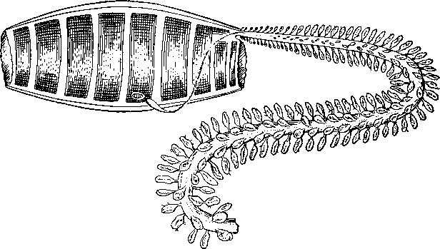 Бочоночник (Doliolum denticulatum)
