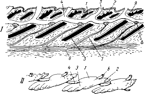 Органы боковой линии окуня