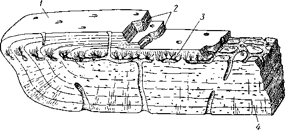 Шлиф через часть ганоидной чешуи, под большим увеличением