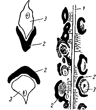 Глазки Гессе в спинном мозге ланцетника