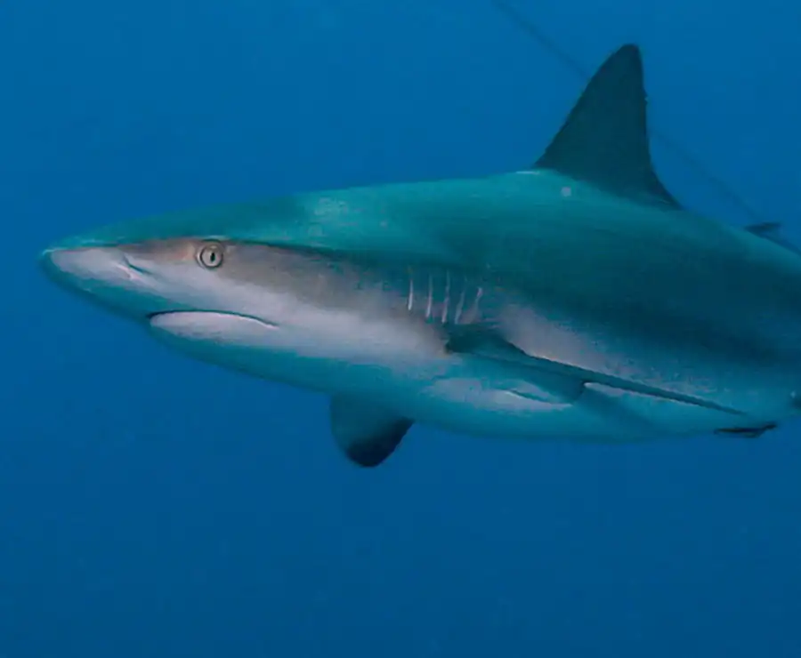 Хрящевые рыбы (Chondrichthyes)