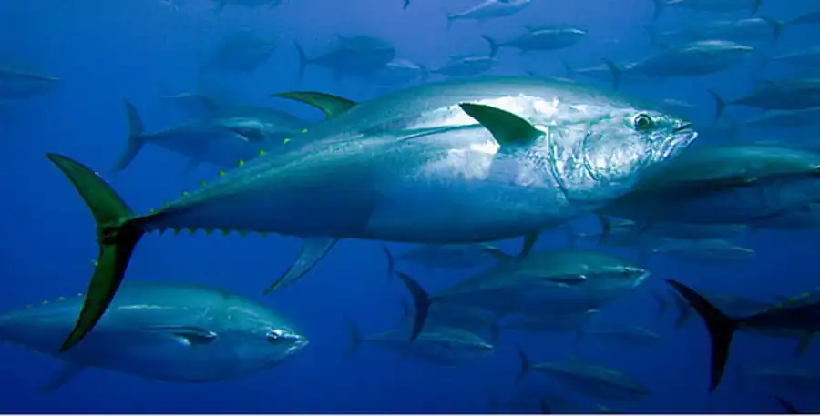 Класс Костные рыбы (Osteichthyes)