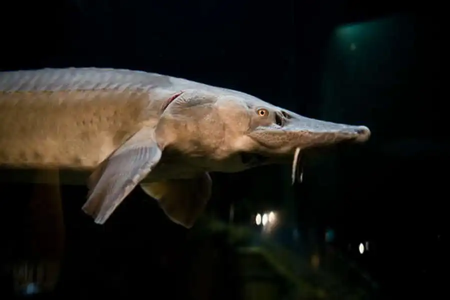 Отряд Осетровые (Acipenseriformes)