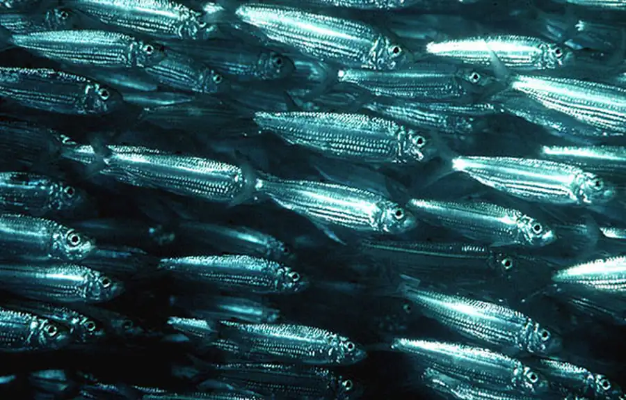 Отряд Сельдеобразные (Clupeiformes), или Мягкоперые (Malacopterygii)