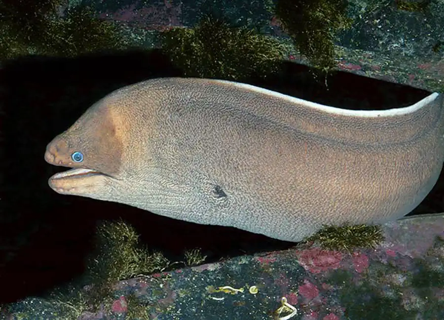 Отряд Угреобразные (Anguilliformes)