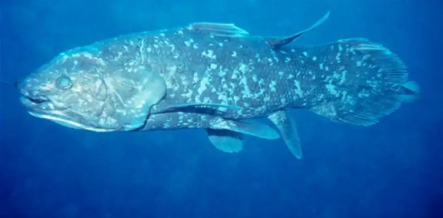 Отряд Целакантини (Coelacanthiformes)