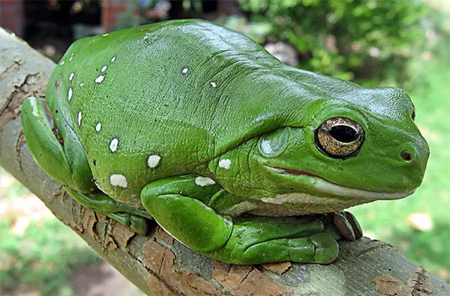 Класс Земноводные, или Амфибии (Amphibia)
