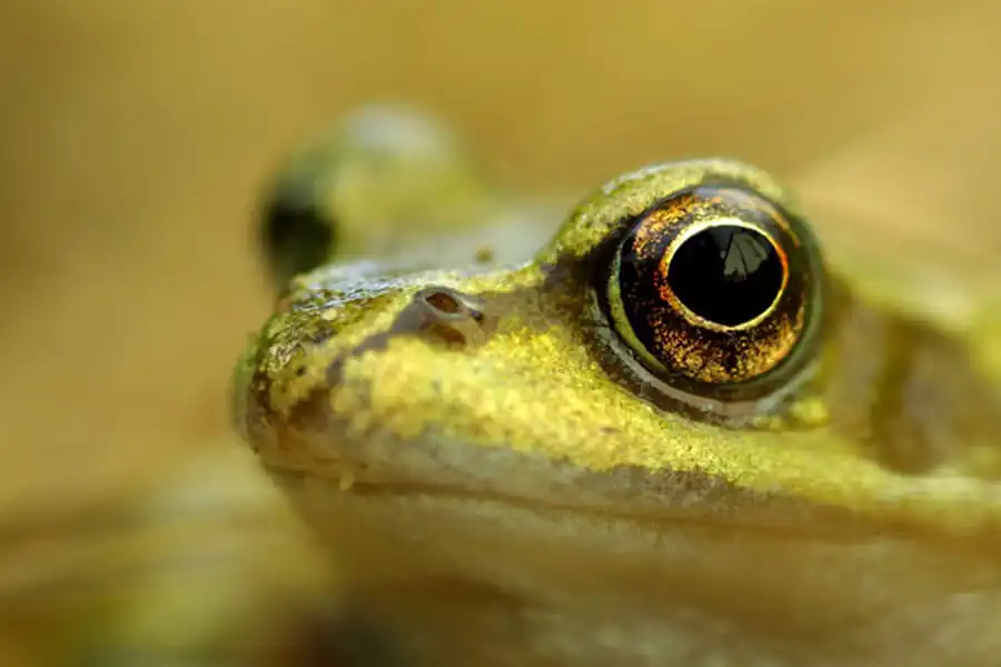 Скелет лягушки