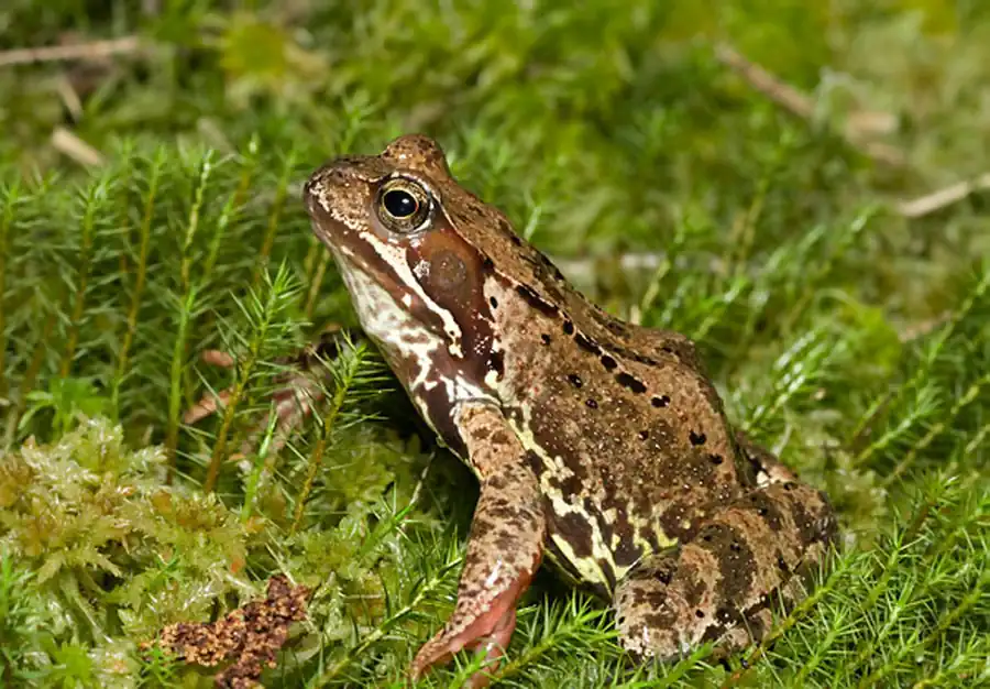 Висцеральный череп лягушки