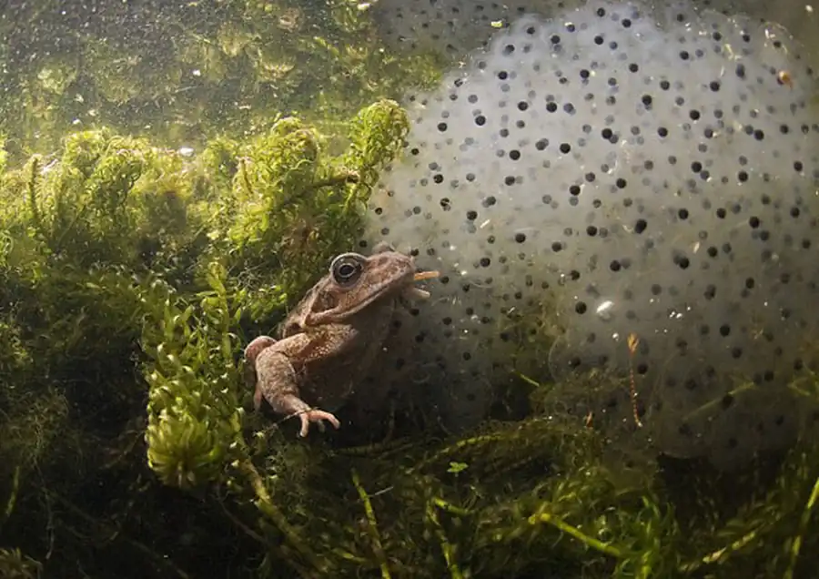 Размножение земноводных