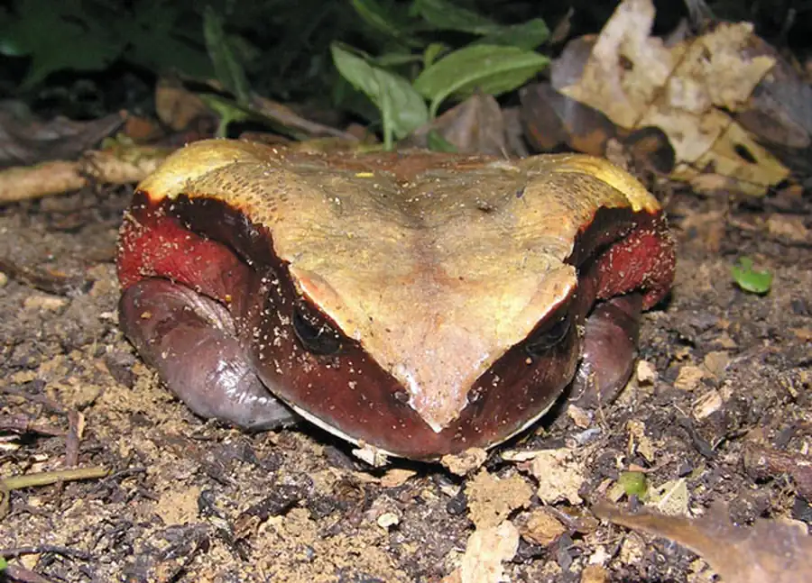 Приспособительная окраска земноводных