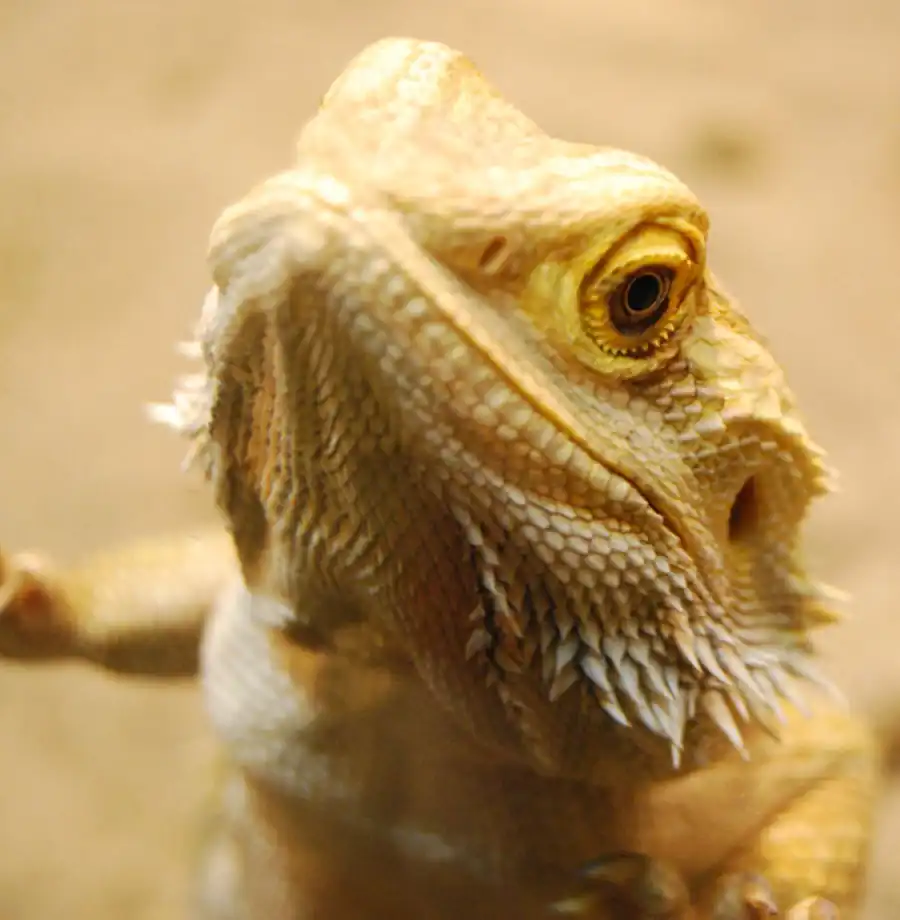 Систематика и классификация рептилий