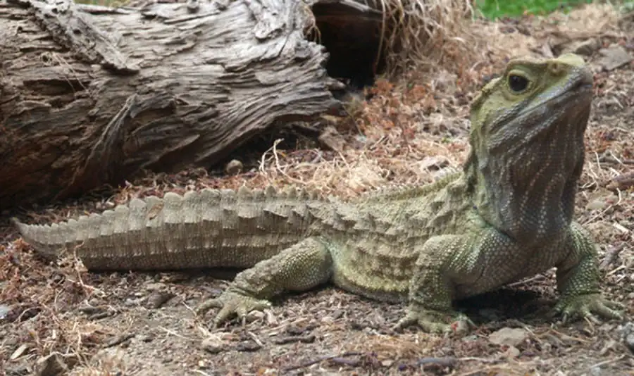 Органы чувств рептилий